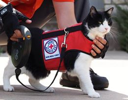 service animal vest for cats