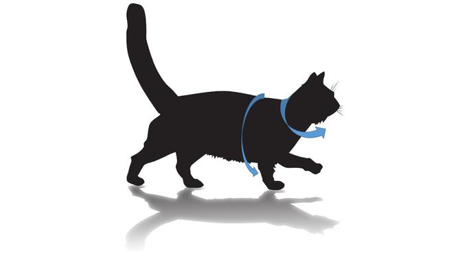 cat harness size