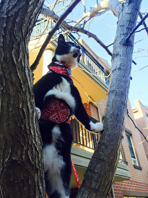 tuxedo cat harness