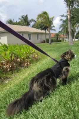 Black Small/Medium Kitty Holster Cat Harness