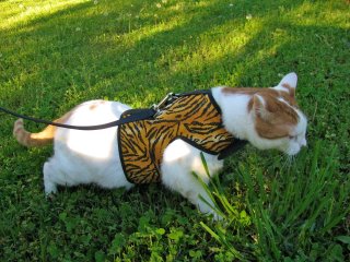 kitty holster cat harness canada