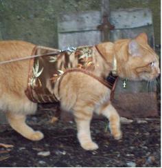 Kitty holster harness hotsell